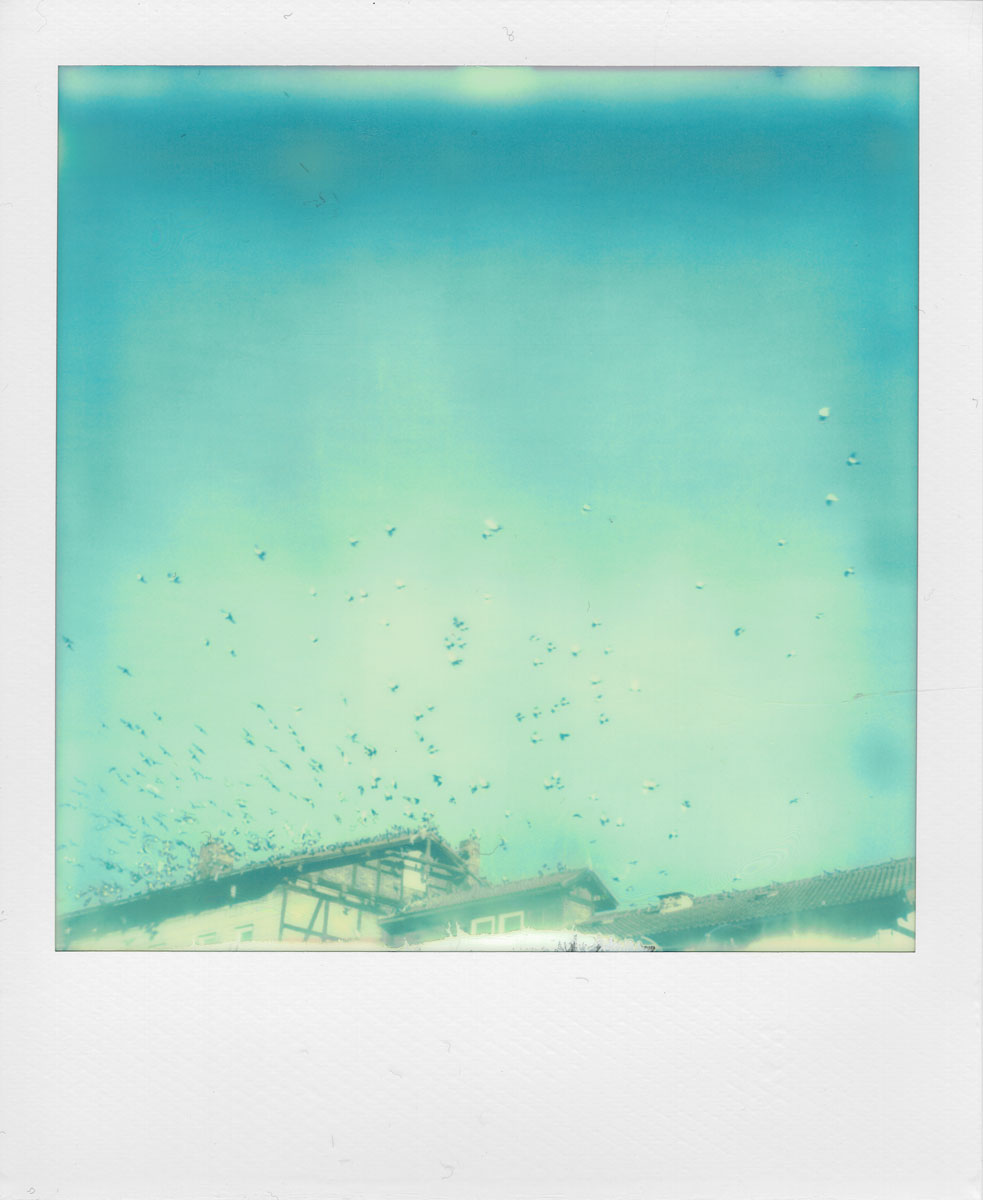 Die Tauben am Himmel (Polaroid)